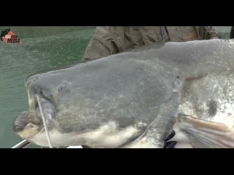 The Ebro Grand Slam Part 2: Stand-up fishing for catfish