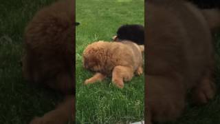 Video preview image #2 Tibetan Mastiff Puppy For Sale in SHEFFIELD LAKE, OH, USA