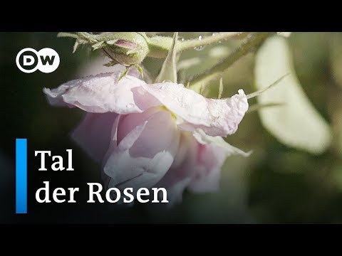 Tal der Rosen | Euromaxx