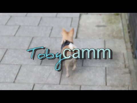Toby Winding Up The Local Dogs #tobycammm