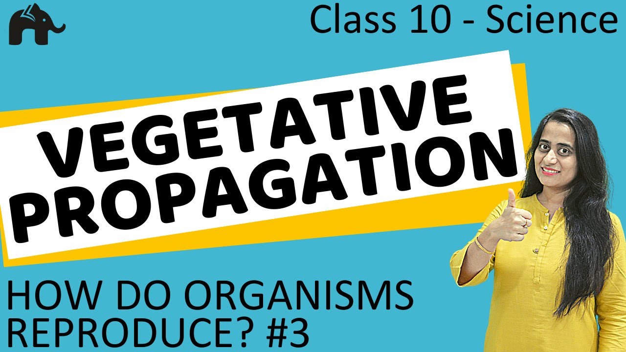 Vegetative Propagation | How do Organisms Reproduce #3| Class 10 Science