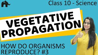Vegetative Propagation | How do Organisms Reproduce #3| Class 10 Science