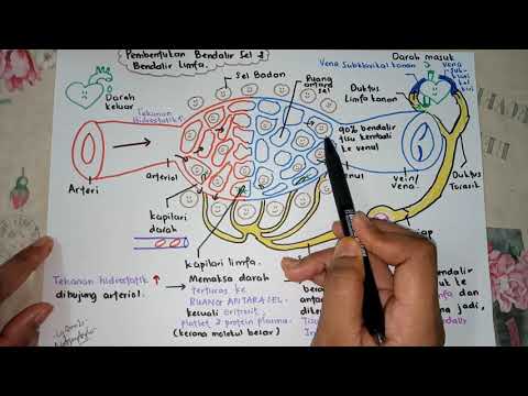 BIOLOGI SPM - PART 1 SISTEM LIMFA - Perbezaan antara darah, bendalir tisu dan bendalir limfa
