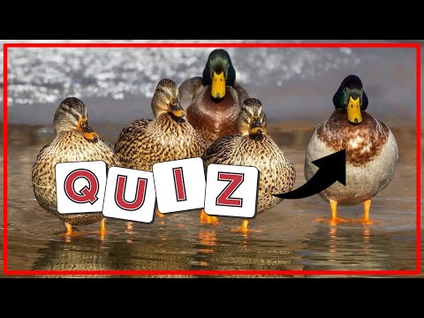 Schwimm- und Tauchenten im Vergleich - Quiz Folge 31