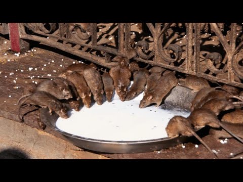 Nagetierbekämpfung zum Selbermachen: Eine gängige Küchenzutat genügt