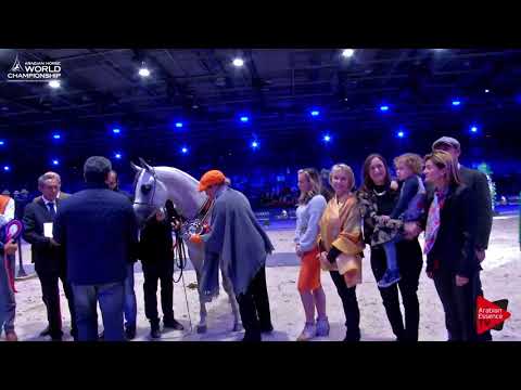 3 rd Place  N.97 NADEEM EL ARAB - Paris 2017 - Junior Colts Championship (Class CM11)