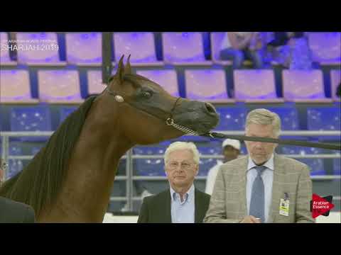 N 248 FAKHR AL ZOBAIR   Sharjah International 2019