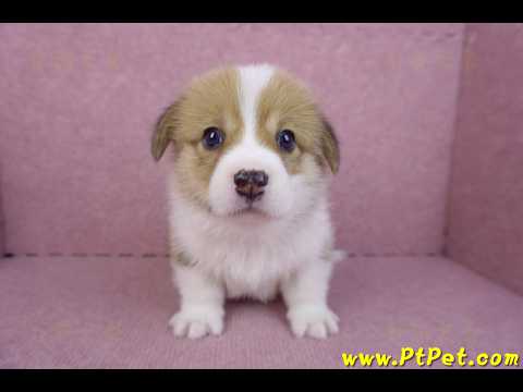 10/10雙色柯基犬母幼犬1號