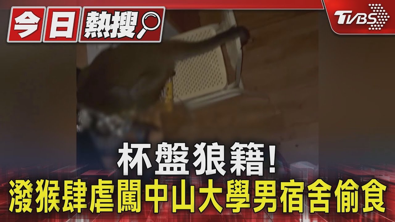 中山大學潑猴再進化! 「拉桿」開門闖男宿舍 偷食留「黃金」
