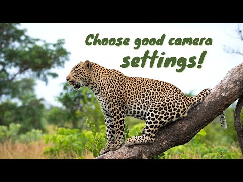 My go-to camera settings for WILDLIFE PHOTOGRAPHY! Early morning and late afternoon.