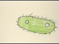Amoeba Hop, animated
