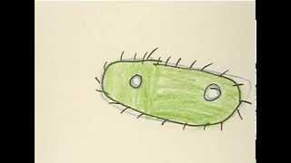 Amoeba Hop, animated