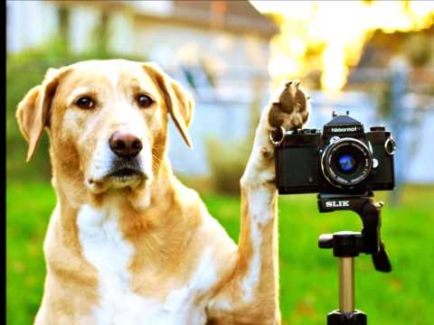 Sweet Home Chicago - Blues Brothers