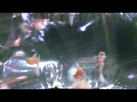 Platinum White Red Eye