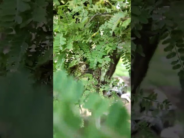 Vídeo relacionado con Wekuw 20 Elfos de Árboles Luminosos Princesa Mononoke Luminoso áRbol Elfos Figuras de árboles Brillantes de Resina y balcón para jardín para Micro Paisaje Patio al Aire Libre Patio(Azul e Verde)