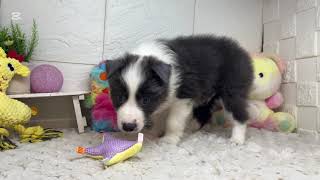 ボーダーコリーの動画01