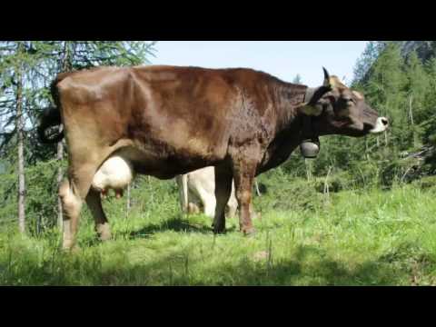 INSOMNIA ISTERICA - L'amaro sapore della disfatta