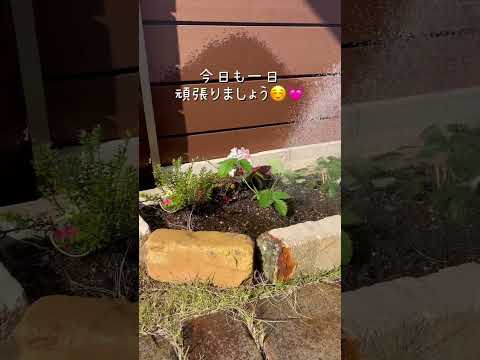 メンテナンス不要の国境用の素朴な花植物