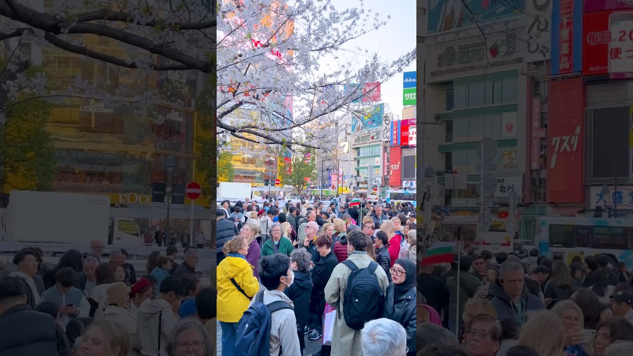 Hachi is a legend🐶🌸ハチ公前はいつも行列　#shorts #shibuyacrossing #hachiko