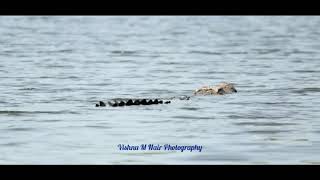 preview picture of video 'Crocs of Ranganathittu'