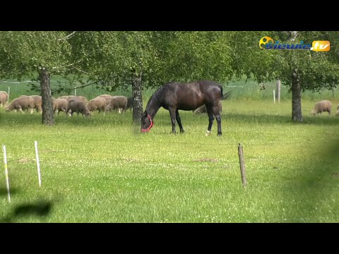 OWCZARENKA - GOSPODARSTWO AGROTURYSTYCZNE Z BAŁDRZYCHOWA ZAPRASZA - siewie.tv