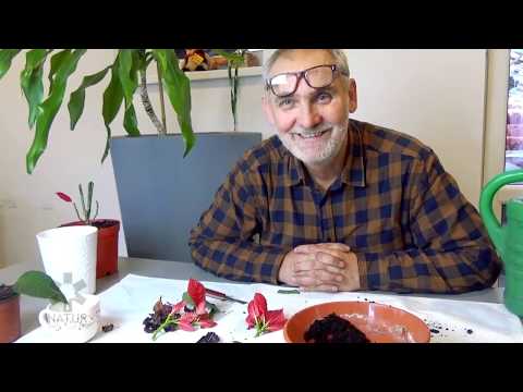 How to care for a poinsettia?