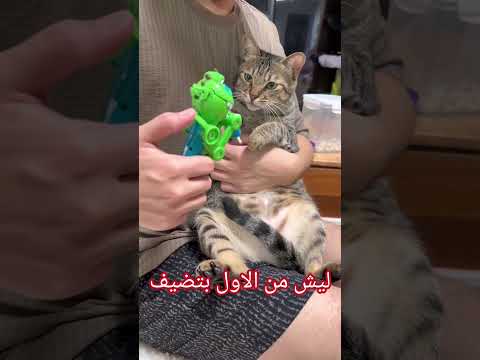 قطوس شم ريحه التونه 😂 | #دبلجة_مضحكة #اكسبلور #دوبلاج #السعودية #mr_mahboob #shorts