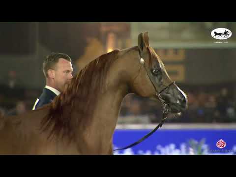 N 224 RHR HEIR OF MARWAN   PSAIAHF 2023   Stallions 10+ Years Old Class 12