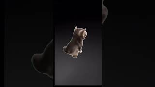 Download lagu Bla bla bla ble ble ble blu blu #funny #meme #cat mp3 Download lagu Bla bla bla ble ble ble blu blu #funny #meme #cat mp3