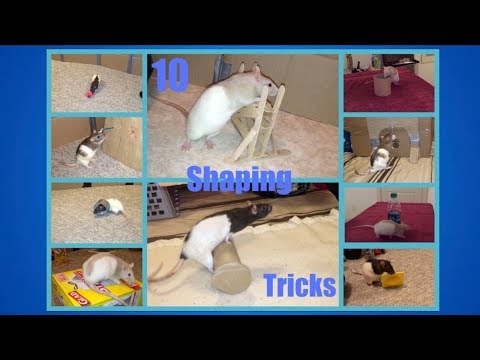 10 Tricks To Practice Shaping With Your Rat(s) - Examples