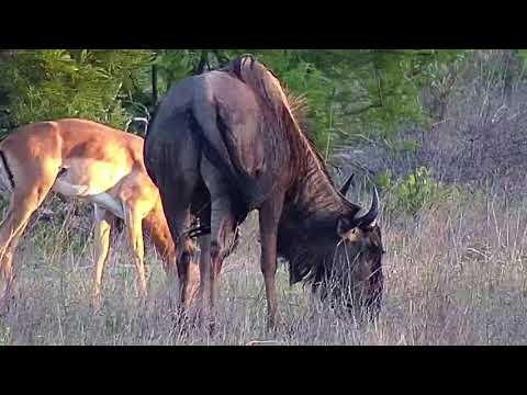 Djuma: Wildebeests and Impalas - 17:53 - 12/01/19