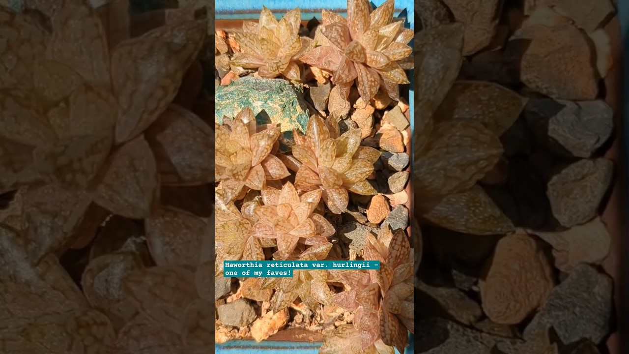Haworthia reticulata var. hurlingii - one of my faves! #succulents
