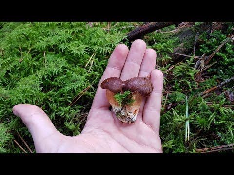 Der Schwammal suchende Bayern Sondler Teil 2