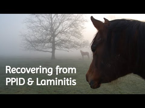 🐎 Horse recovering from PPID and Laminitis ❤️