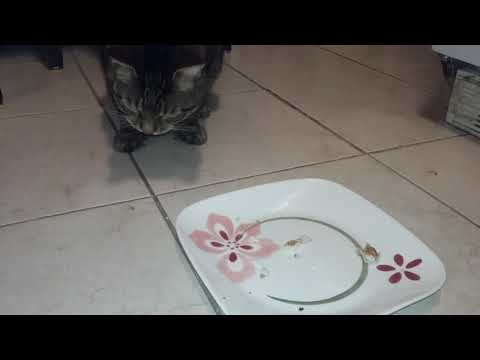 My cat eating fish and licking lips