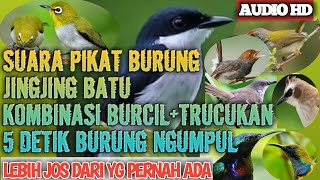Download lagu Suara Pikat 2022 Burung Jingjing Batu Kombinasi Burcil Dan Trucukan mp3