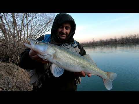 Zander jigging at river Sava.