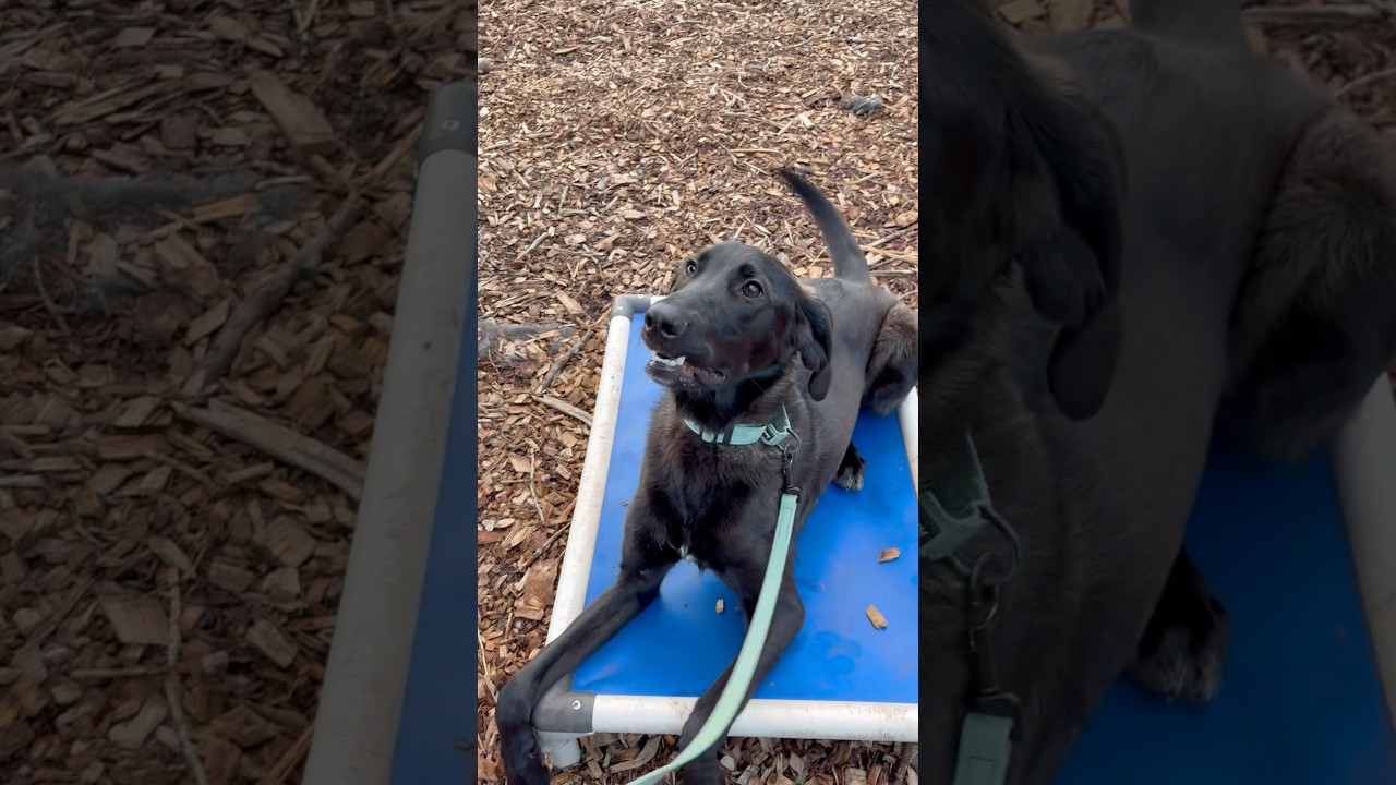 Enlarge Sampson, a Adoptable mixed breed in Briarcliff Manor, NY video 2/6