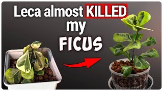 How to Fix Transplant Shock When Moving Plants to Semi Hydroponics