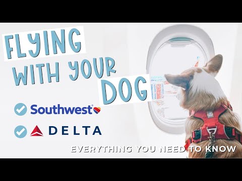 Flying With Your Dog On Southwest and Delta | How To Bring Your ESA on the Plane