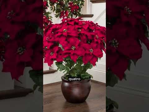 5 segredos sobre a Poinsétia (Flor do Natal)