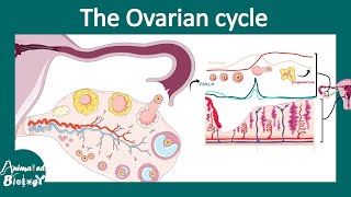 Ovarian cycle | Maturation of follicles | Hormonal control of ovulation