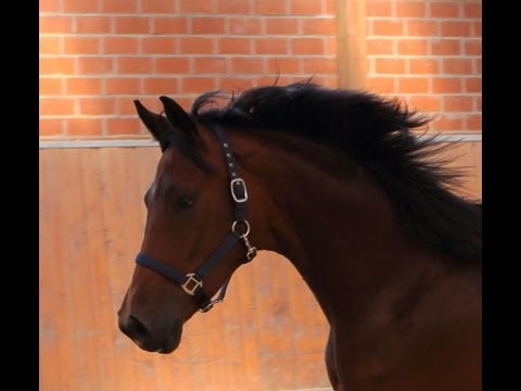 Belissimo M Stute aus Vollschwester v. Hochadel (Hohenstein x Donnerhall), Januar 2012