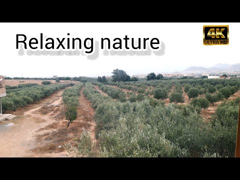 4K Poppy Meadow & Birdsong - Relaxing Nature Sounds & Video - UHD - Meditation/ Sleep/ Study/ Yoga