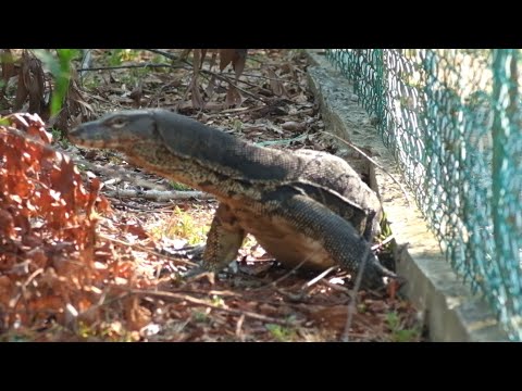 How to view wildlife in Malaysian Borneo. The real story.