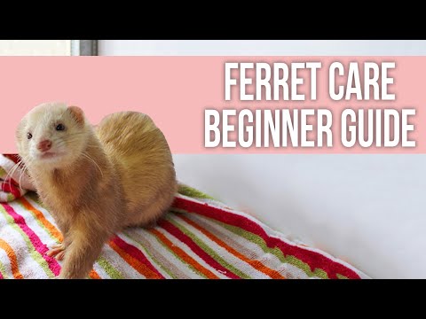 , title : 'Ferret Care: How to Take Care of Your Ferret (Beginner Guide)'