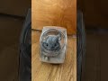 have you ever seen a chinchilla taking a dust bath