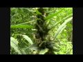 Jamaica Ganja Tours 