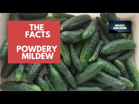 The facts: How To Treat Powdery Mildew on Cucumbers