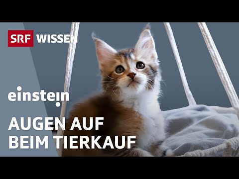 Hund und Katze: Früh Vertrauen schaffen | Teil 1 | Einstein | SRF Wissen